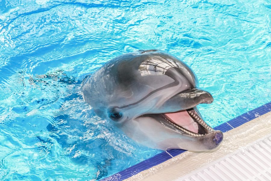 Dolphin Show