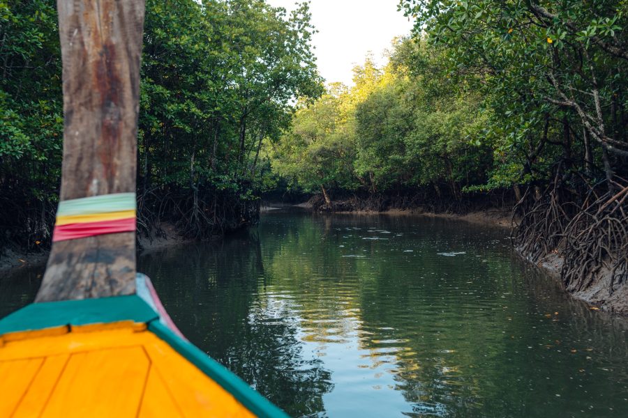 Goa Mangrove Exploration